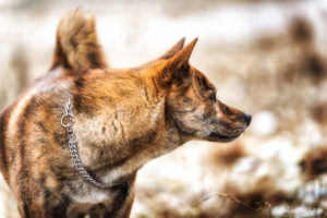 Shooting grossesse alternatif sauvage loup
