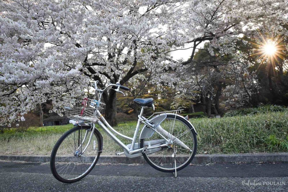 JAPON Tokyo Kyoto - Valentine Poulain cerisier
