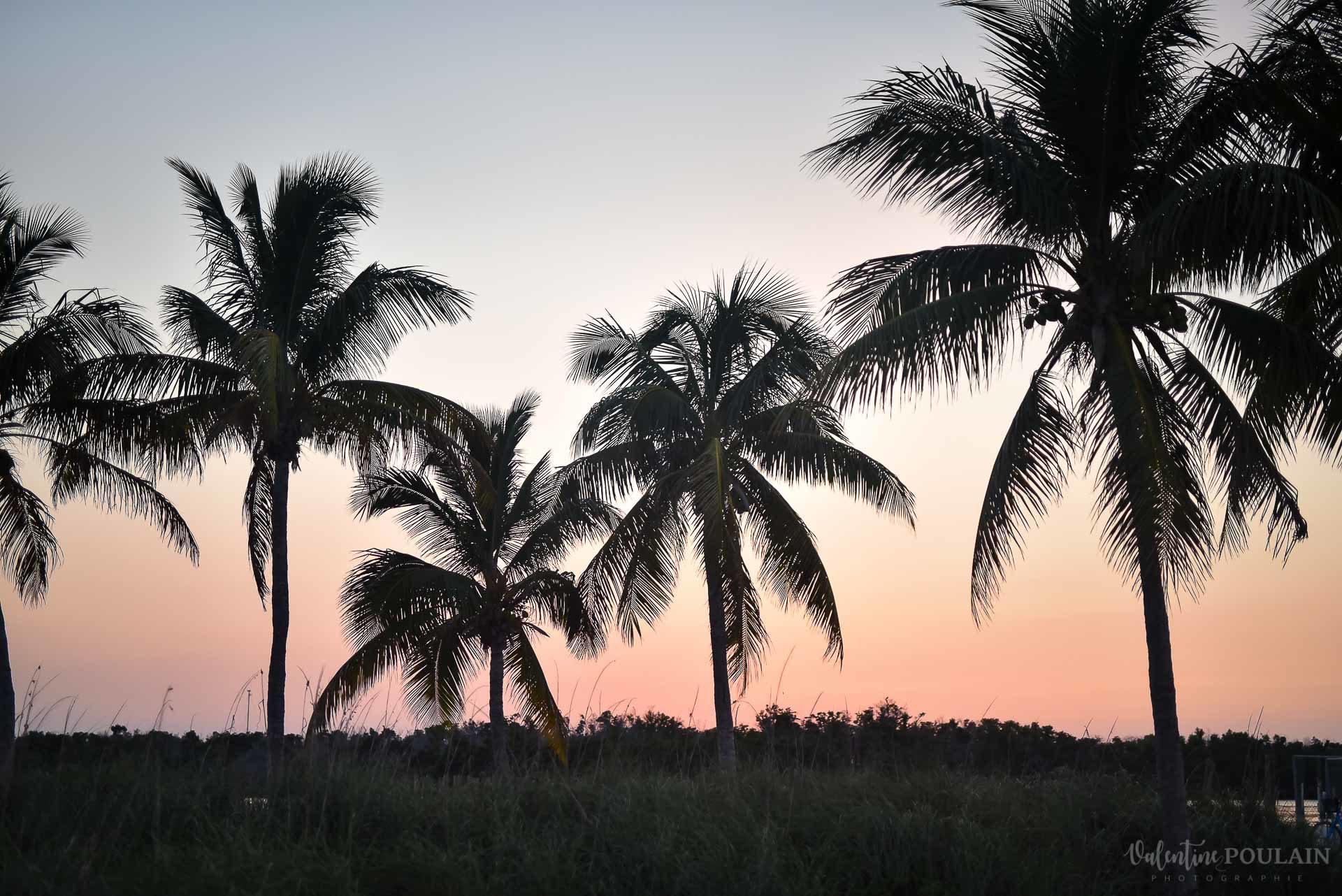 Day after Miami - Valentine Poulain cocotiers