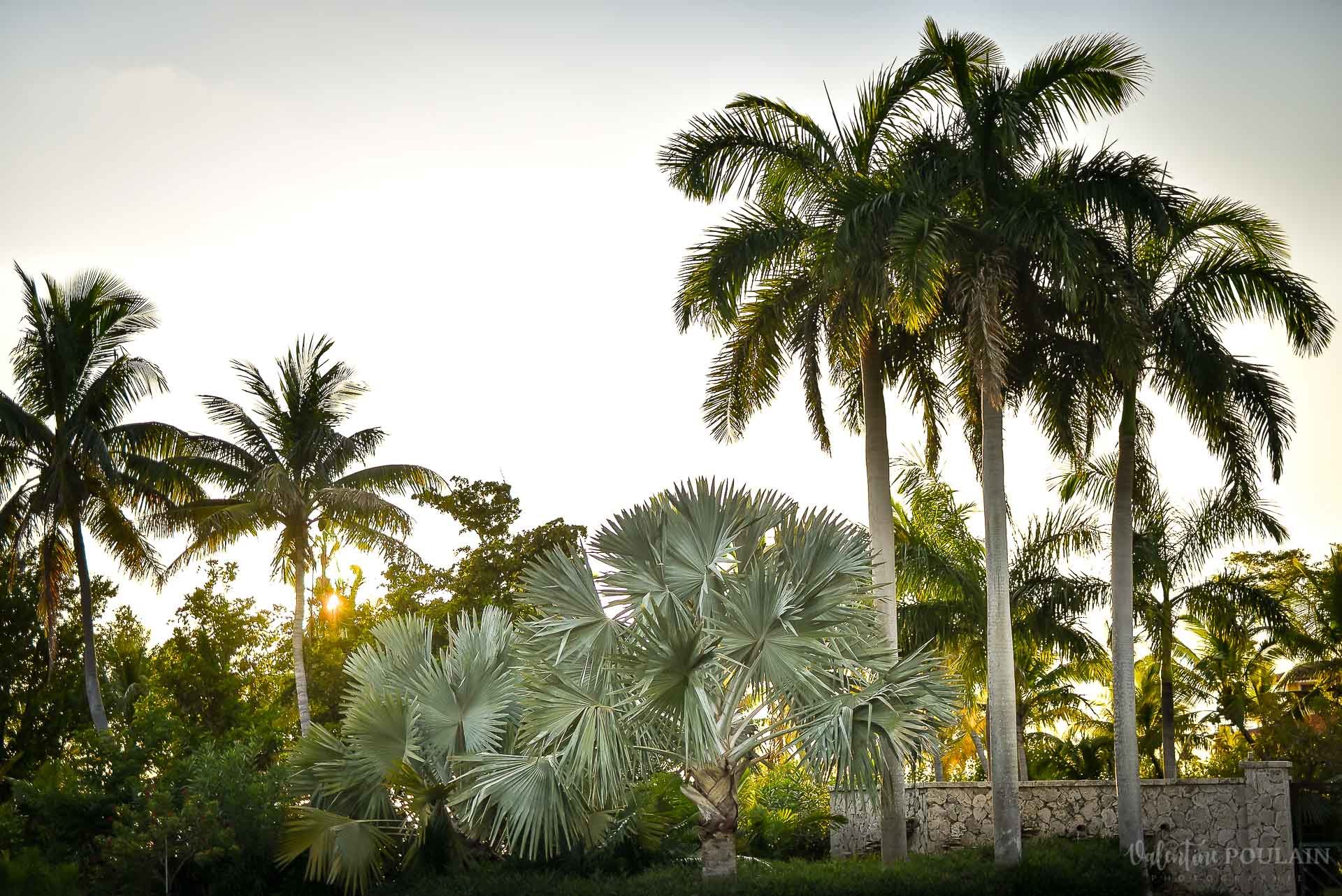 Day after Miami - Valentine Poulain palmiers